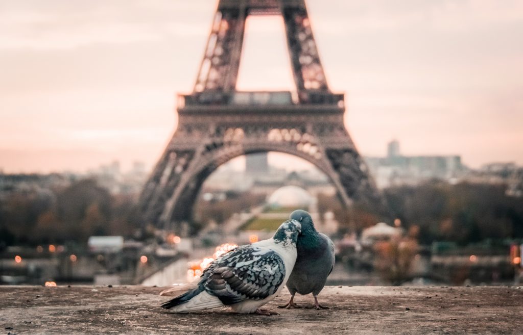 two pigeons cuddling with the Eiffel Tower in the distance