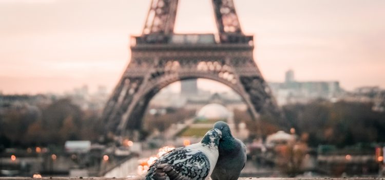 40+ Signs You Might Be a Francophile two pigeons cuddling with the Eiffel Tower in the distance