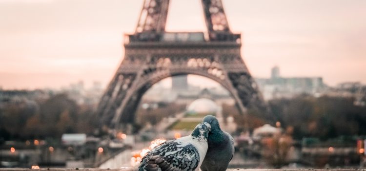 two pigeons cuddling with the Eiffel Tower in the distance