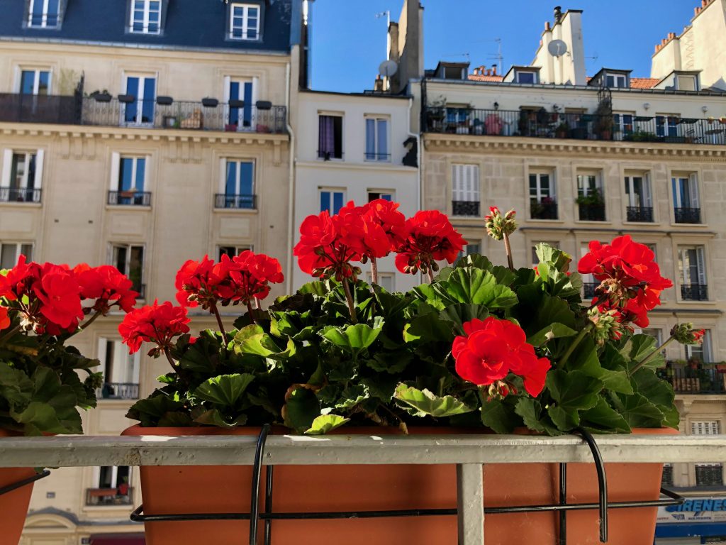 red geraniums in a window planter in a Paris apartment