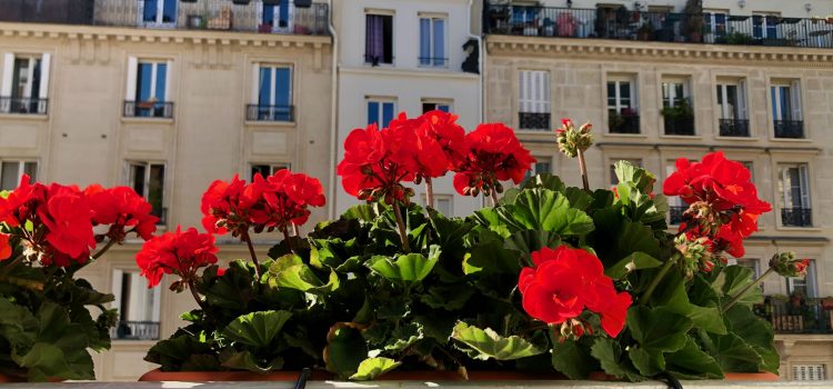 red geraniums in a window planter in a Paris apartment