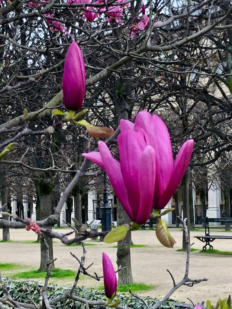 close up of pink purple magnolia blooms in the Jardin du Palais-Royal in Paris