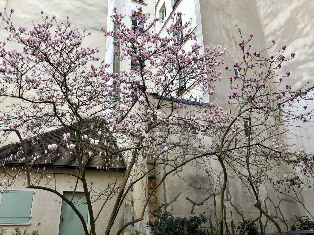 magnolia tree in bloom in the Jardin Anne-Frank in Paris