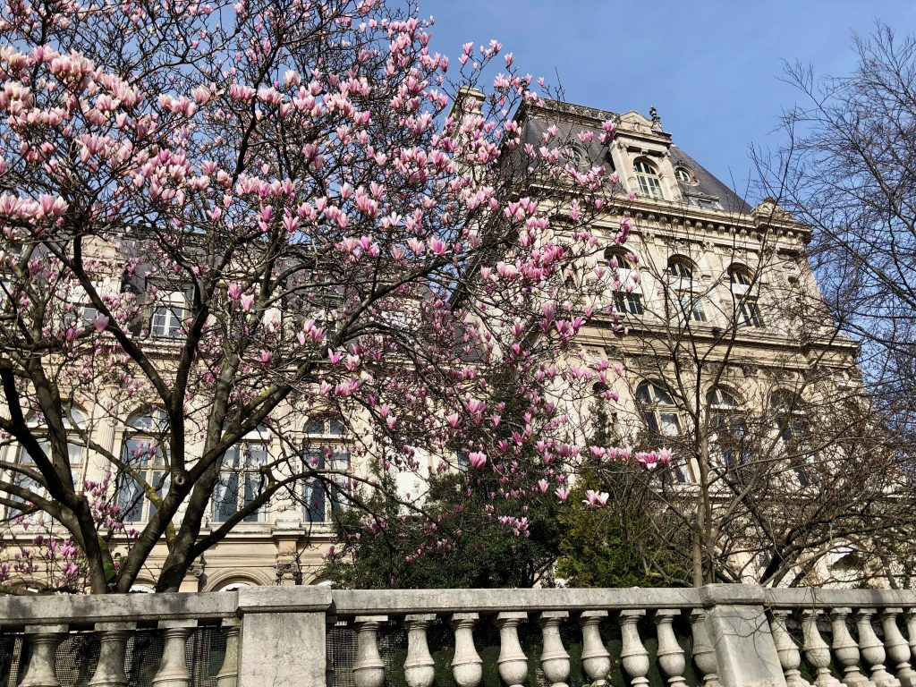 magnolia tree blooming in March with the Paris Hôtel de ville in the background