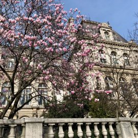 Where to Find Magnolias in Paris