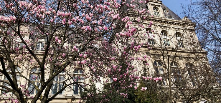 Where to Find Magnolias in Paris magnolia tree blooming in March with the Paris Hôtel de ville in the background