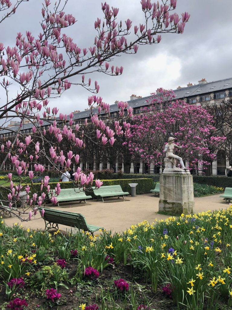 spring magnolias and daffodils blooming around a seating area with benches in the Jardin du Palais-Royal in Paris