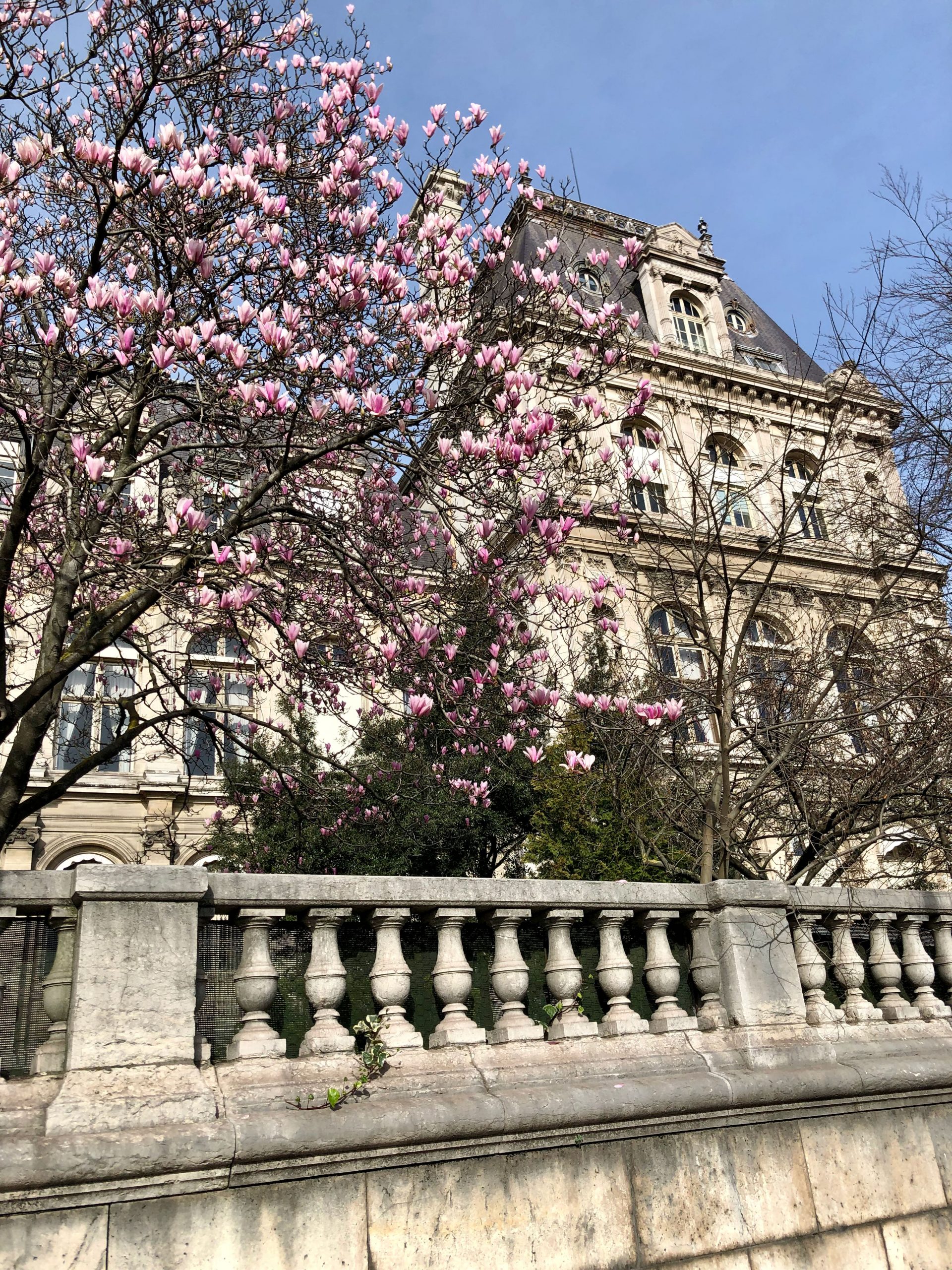 Where to Find Magnolias in Paris