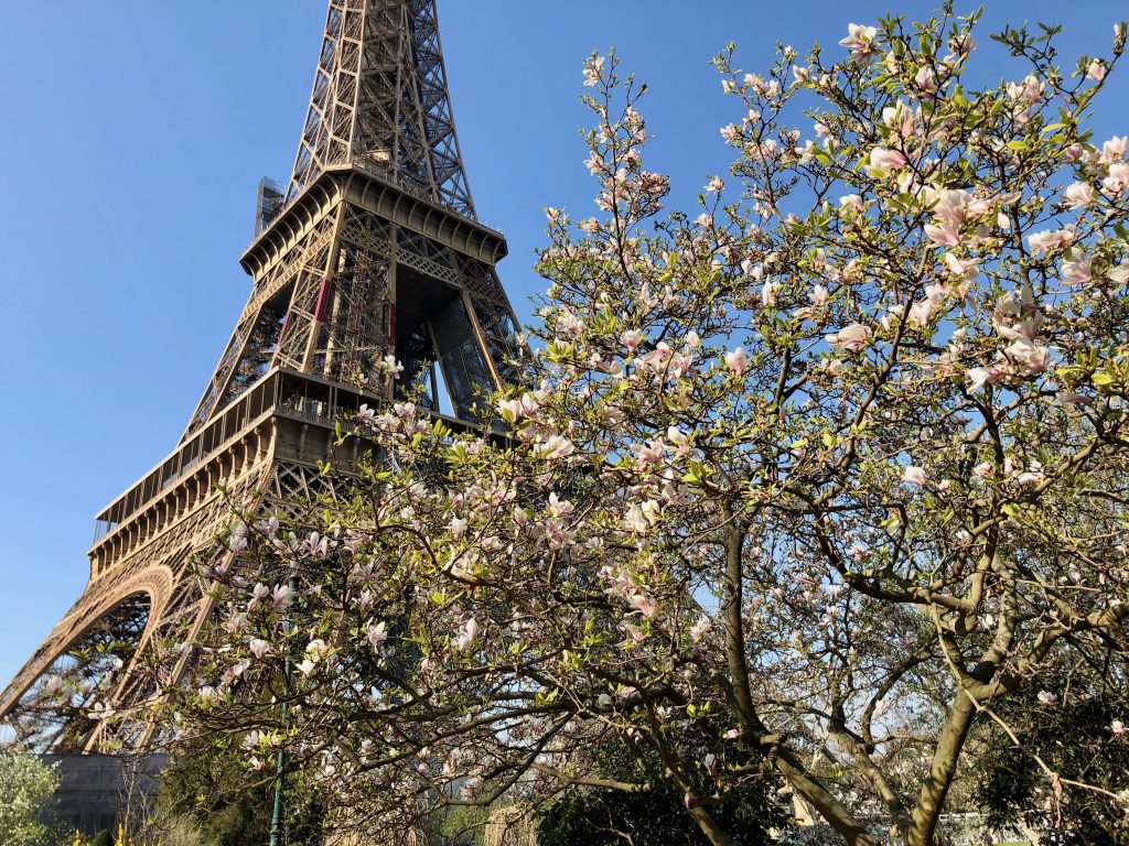 magnolia tree near the end of the blooming season with pale pink flowers and green leaves located in the Champ de Mars, Eiffel Tower in the background