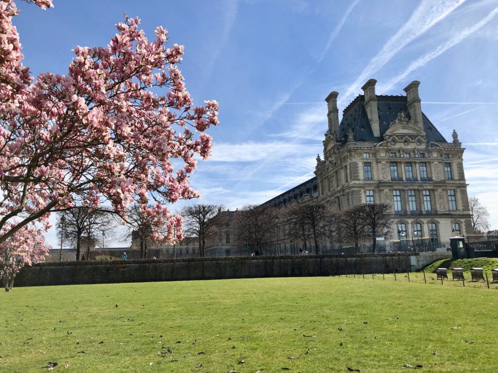 pink magnolia blooms in Jardin des Tuileries on a beautiful spring day in Paris