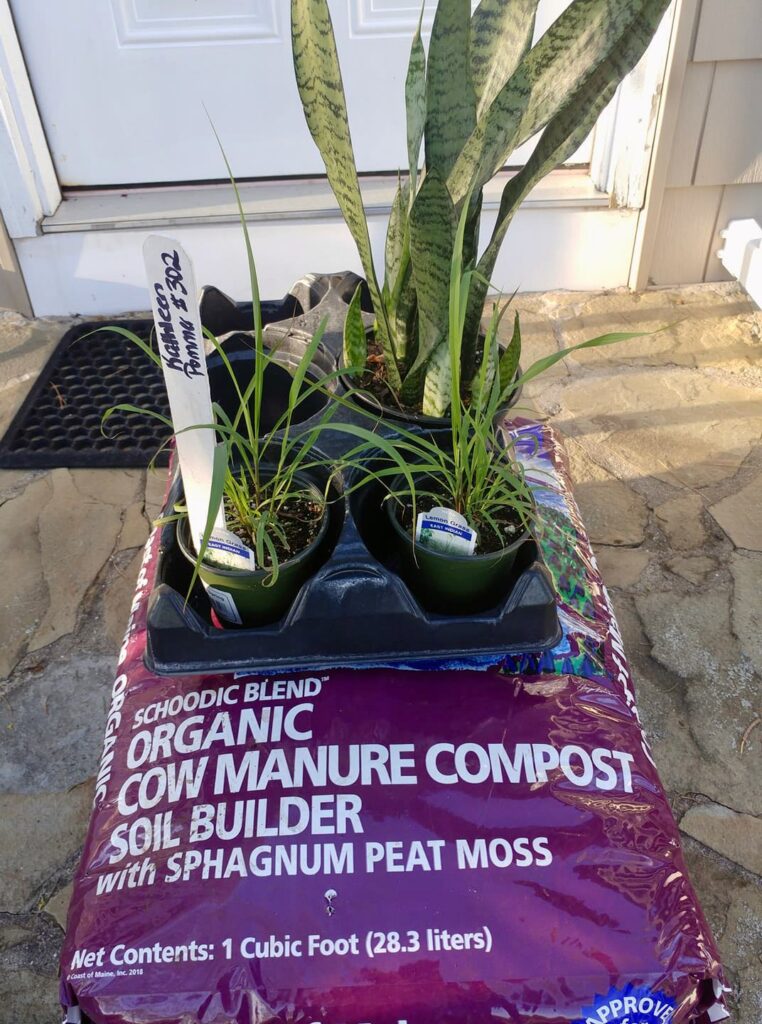 one potted snake plant and two pots of lemongrass sitting on top of a bag of high-quality manure compost, all delivered from a local greenhouse for Mother's Day