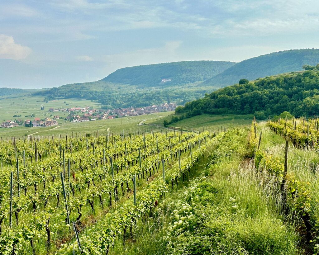Looking out over a vineyard in Alsace in the summer. Houses and hills in the background.